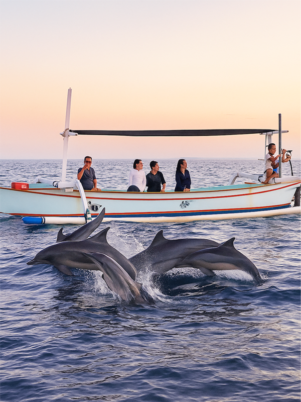 bali dolphin