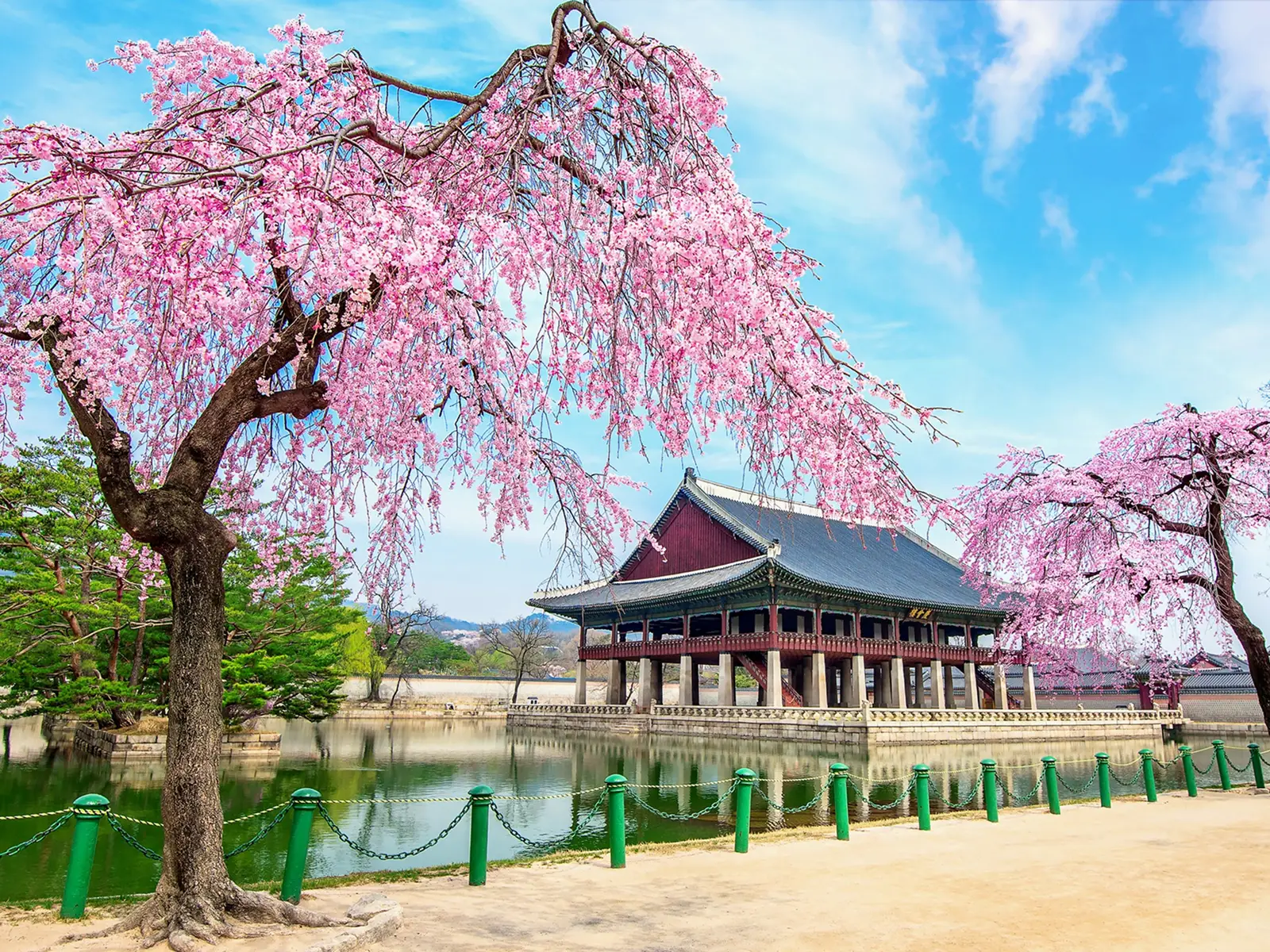 blossom korea jeju island