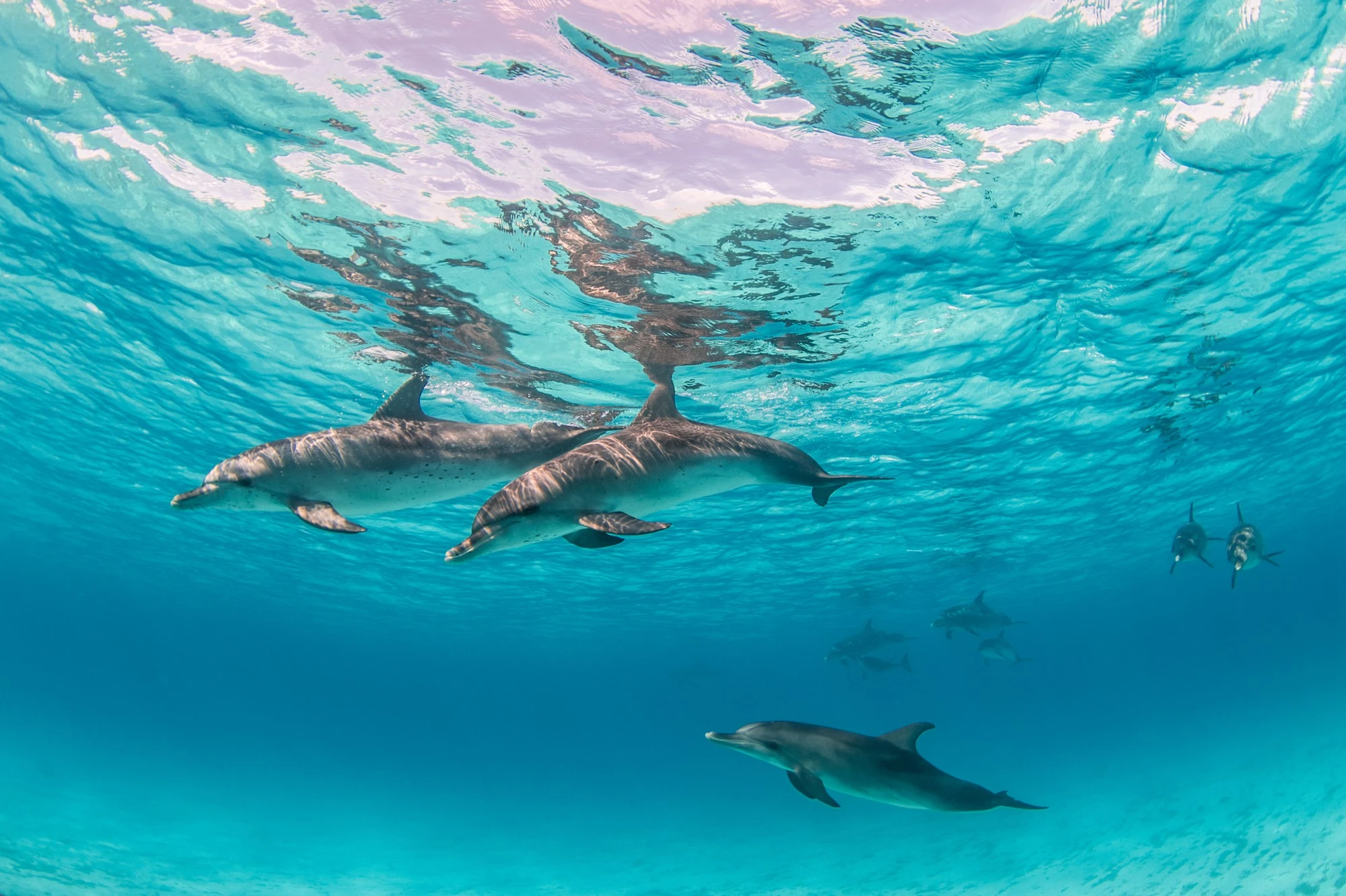 bali dolphin tour