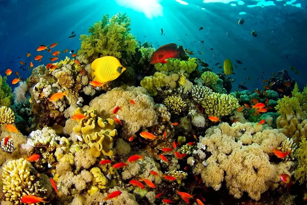 4D3N Manado, Bunaken & Highlands 05